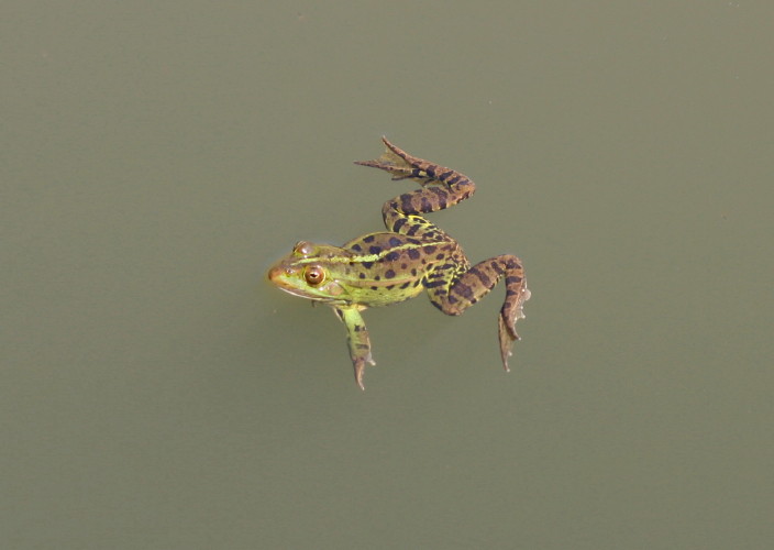 opinione Triturus carnifex